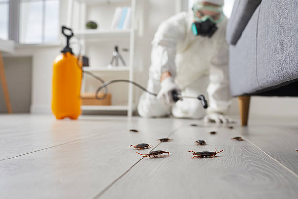 Commercial Kitchen Cockroach Control in Spring City